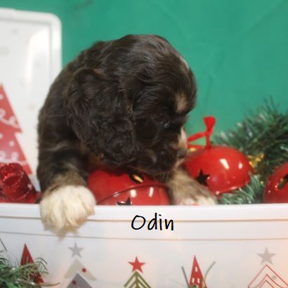 puppy, for, sale, Cocker Spaniel, Joe & Cherri  Overlease, dog, breeder, Miller, MO, dog-breeder, puppy-for-sale, forsale, nearby, find, puppyfind, locator, puppylocator, aca